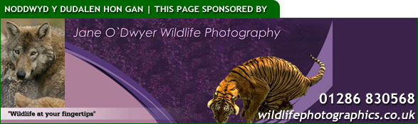 Jane O'Dwyer Wildlife Photography