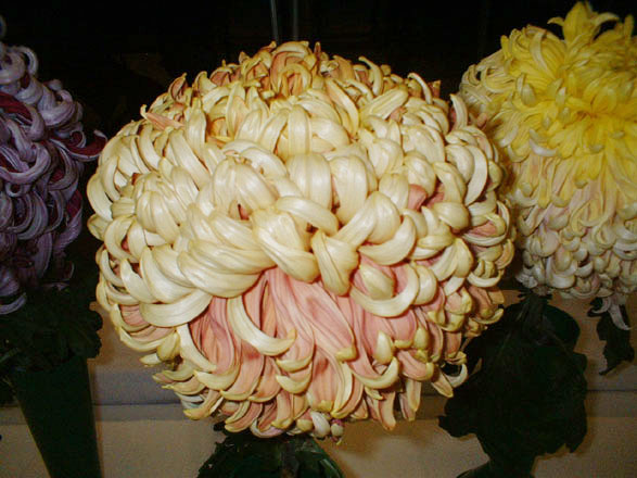 Chrysanthemum Neil Jones o Benygroes