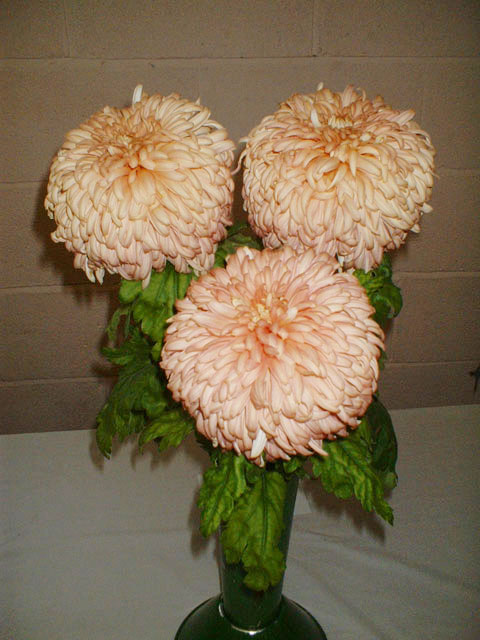 Raymond E Parry's winning Chrysanthemum